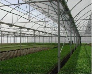 karpuz-meyve-yanikligi-3