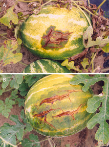 karpuz-meyve-yanikligi-4