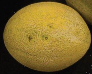 karpuz-meyve-yanikligi-5