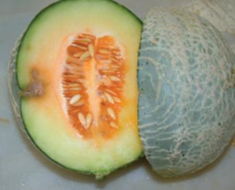 karpuz-meyve-yanikligi-6