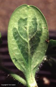 karpuz-meyve-yanikligi-7