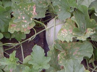 karpuz-meyve-yanikligi-8