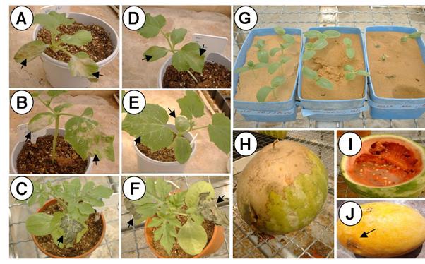 karpuz-meyve-yanikligi