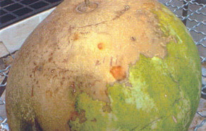 karpuzda-acidovorax-bakterisi