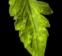 pepino-mozaik-virusu-pepmv-avrupada-yayiliyor